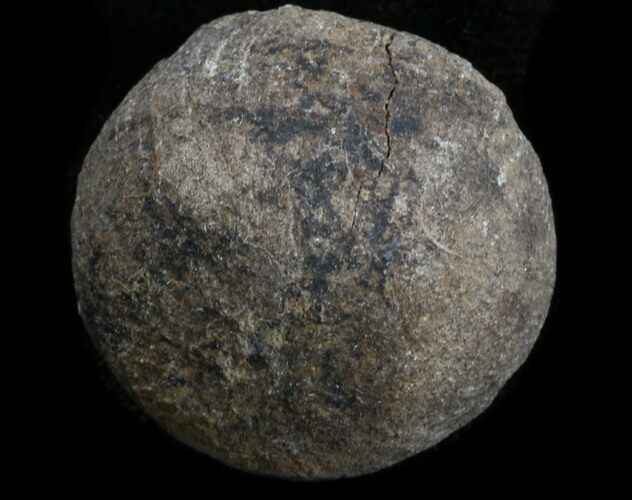 Cretaceous Palm Fruit Fossil - Hell Creek Formation (#34518) For Sale ...