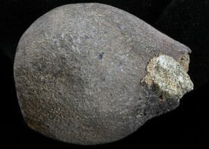 Cretaceous Palm Fruit Fossil - Hell Creek Formation #34519