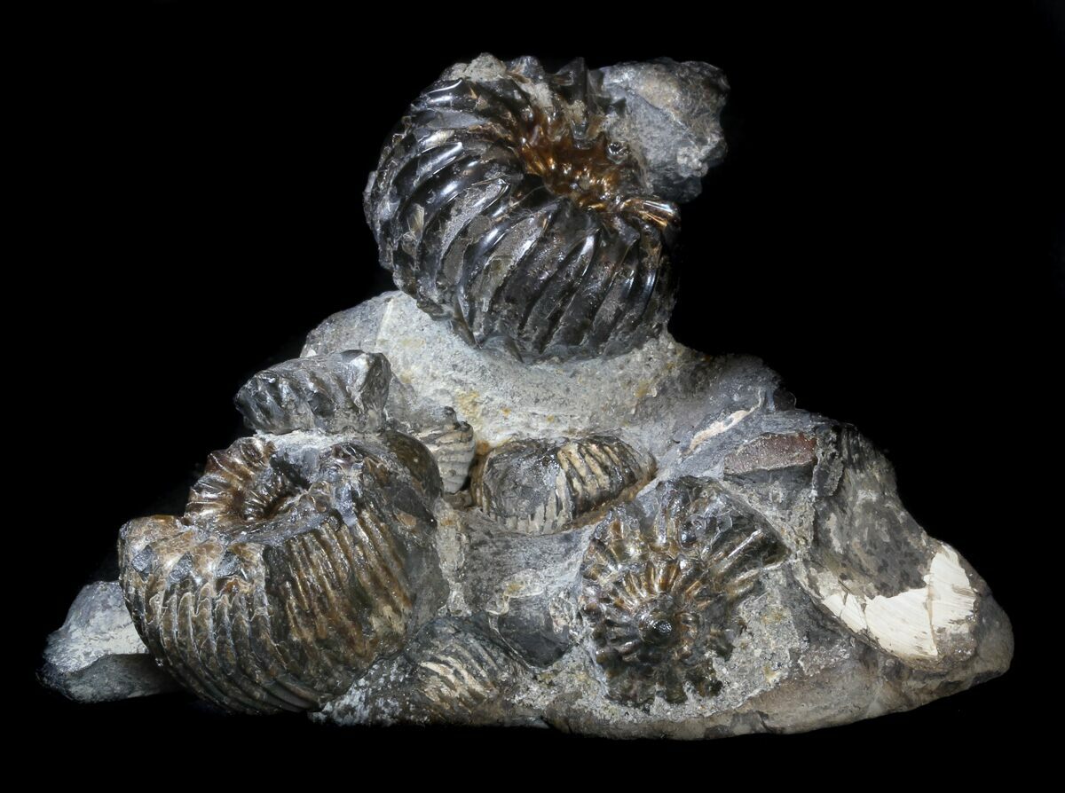 37 Cretaceous Ammonite Simbirskites Cluster Russia 34683 For Sale