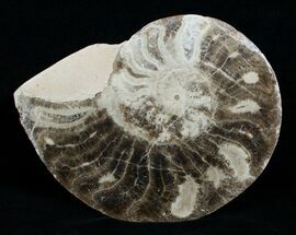 / Choffaticeras Ammonite (Half) - Morocco #3976