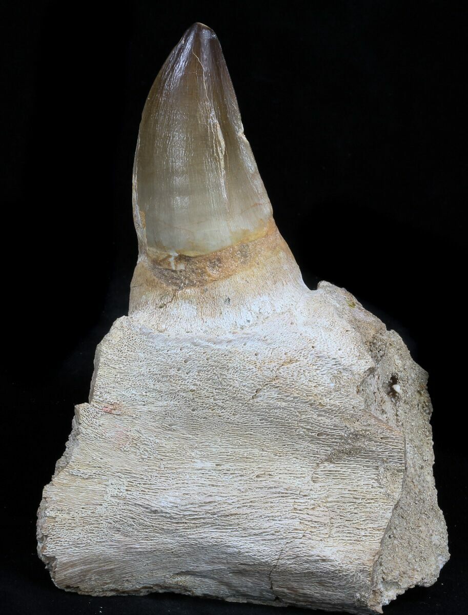 49 Mosasaur Jaw Section With Large Tooth 35028 For Sale 