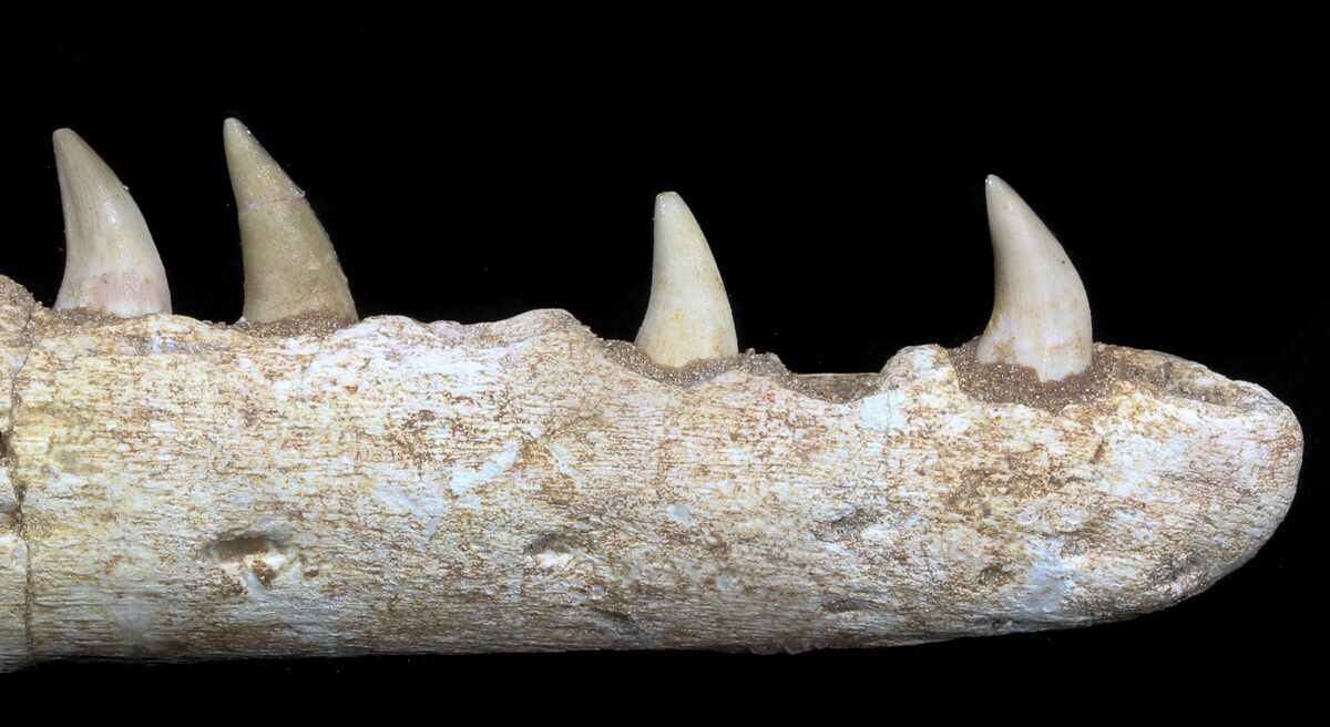 mosasaurus jaw for sale