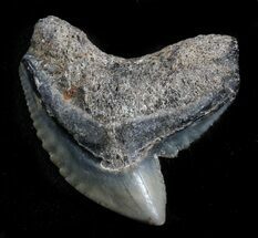Huge, Fossil Tiger Shark Tooth - Florida #34807