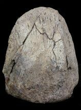 Very Rare Ankylosaur Claw With Stand - Texas #35163
