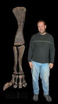 Mounted Diplodocus Front Leg - Awesome Display #35167