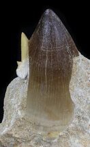 Large Mosasaur Tooth With Shark Tooth #35095