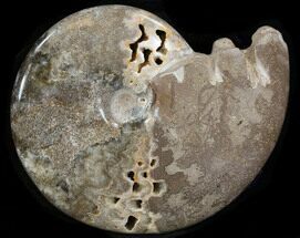 Polished Cretaceous Ammonite - Khenifra, Morocco #35290