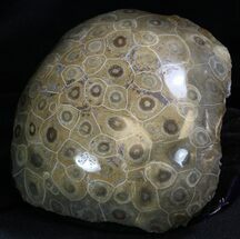 Polished Fossil Coral - Morocco #35340