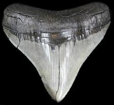 Sharp, Megalodon Tooth - South Carolina #35421