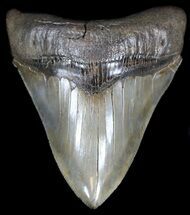 Glossy, Serrated Megalodon Tooth - Nice Tip #35424