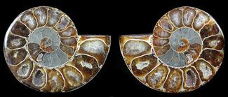 Agatized Desmoceras Ammonite Pair - #35593