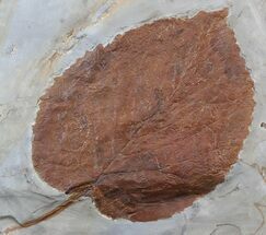 Fossil Leaf (Davidia antiqua) - Montana #35719