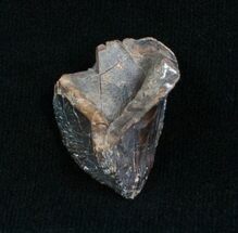 Unworn Triceratops Tooth - Inch #4001