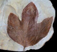 Large, Sycamore (Macginitiea) Leaf - Montana #35712