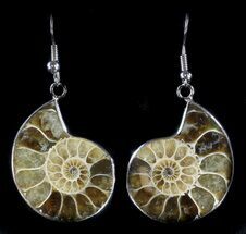 Fossil Ammonite Earrings - Million Years Old #35850