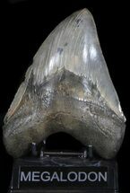 Glossy, Megalodon Tooth - Serrated #35960
