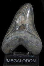 Serrated, Megalodon Tooth - Monster Tooth! #35961