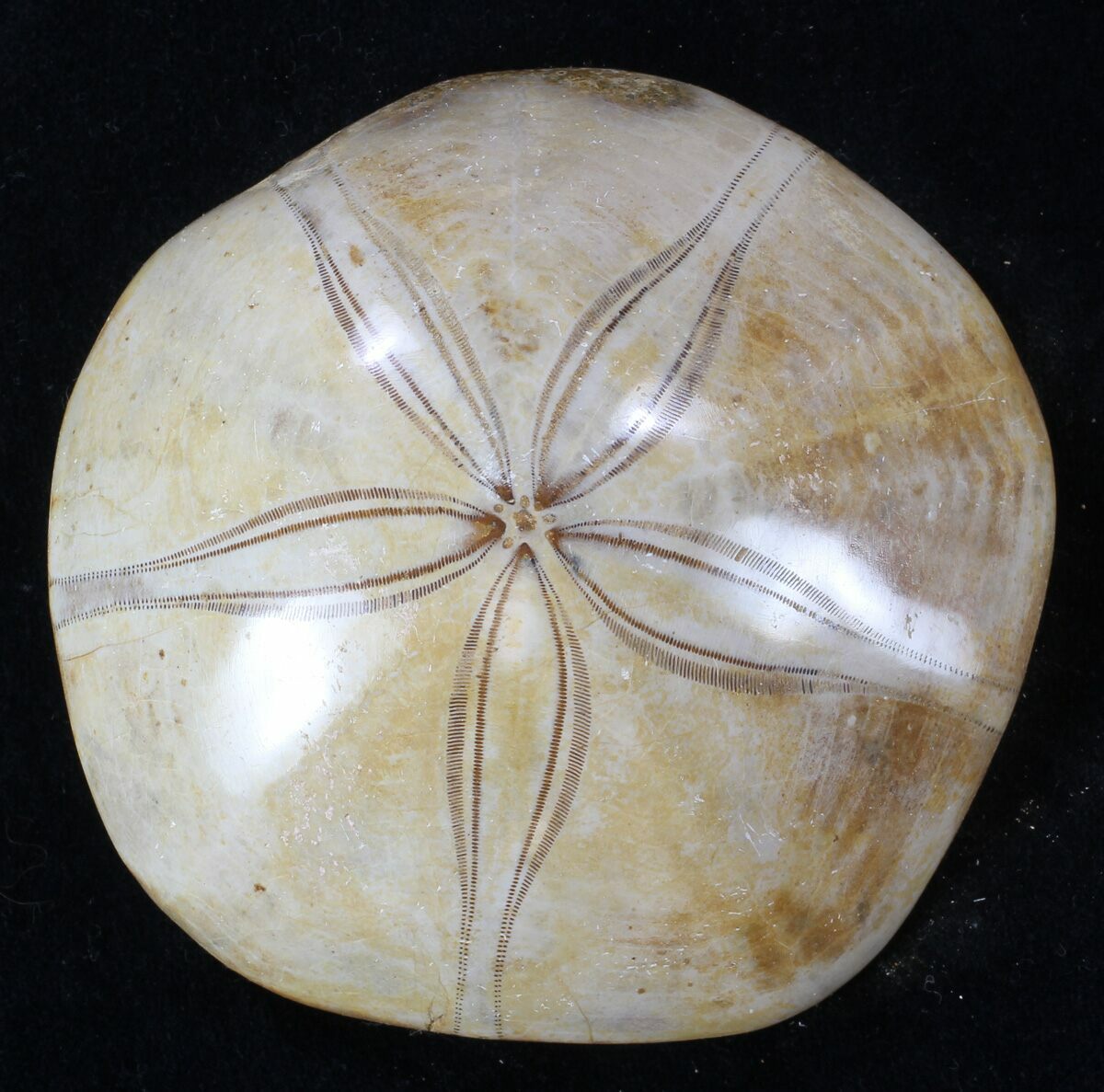 3 3 Polished Fossil Sand Dollar Top Quality 36004 For Sale 