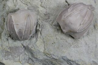 Large Blastoid (Pentremites) Fossils - Illinois #36023