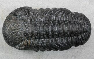 Arched, Austerops (Phacops) Trilobite #36403