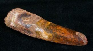 Awesome Red Spinosaurus Tooth - #4046