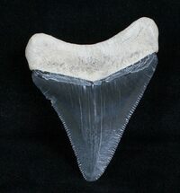 Grey Megalodon Tooth - Bone Valley #4059