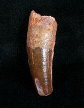 Juvenile Spinosaurus Tooth - inches #4057