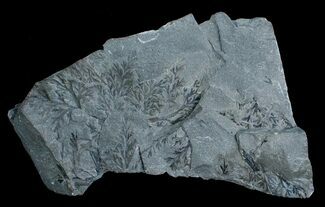 Very Rare Sphenopteris Crossotheca schatzlarensis Fossil #4072