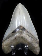 Megalodon Tooth - Collector Quality #37392