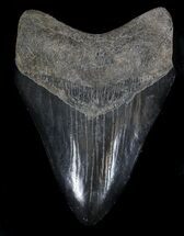 Serrated, Black, Megalodon Tooth - Georgia #37491