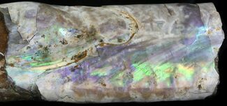 Baculites Section, Purple/Green Iridescence #22810