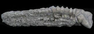 Halysiocrinus Crinoid - Indiana #24722