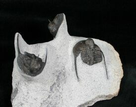 Trilobite Onnia Trilobite Plate #4094