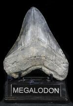 Megalodon Tooth - Georgia #37822