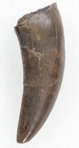 Finely Serrated, Tyrannosaur Tooth - Montana #37884