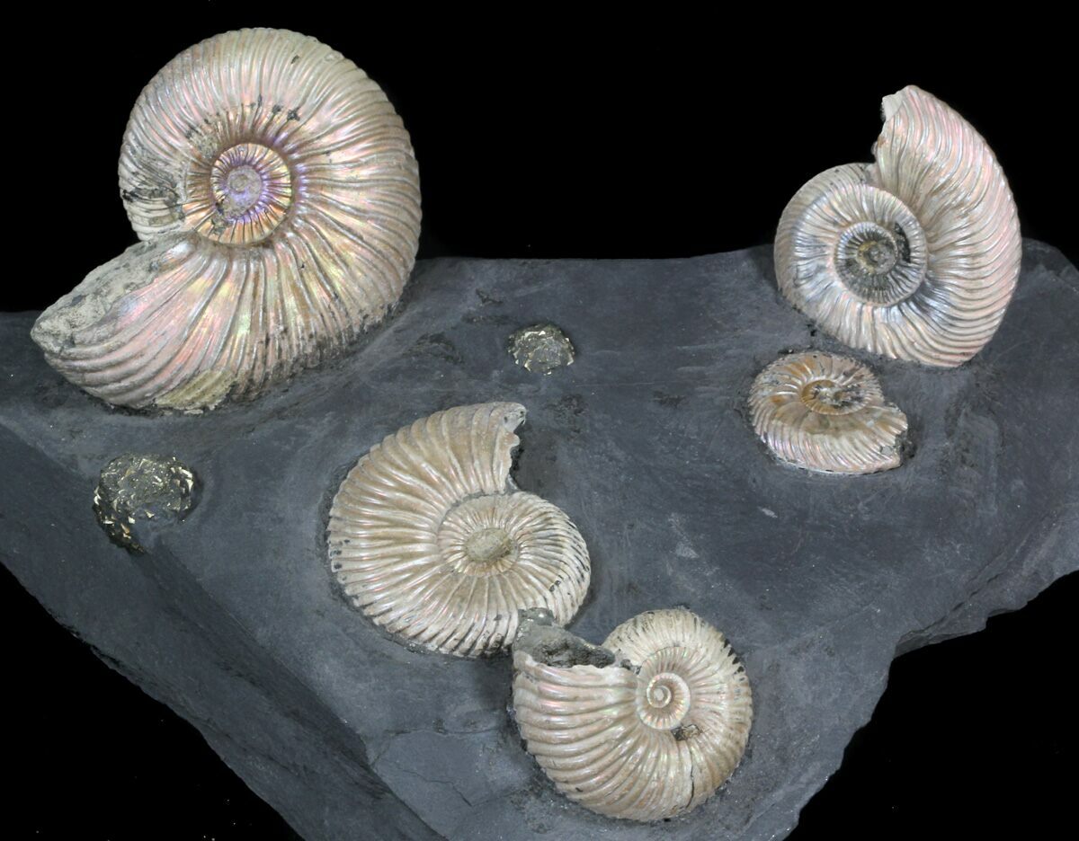 Iridescent Ammonite Fossils Mounted In Shale 69x45 For Sale 38171