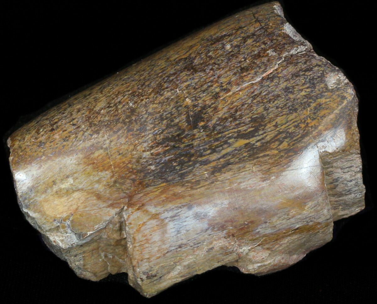 agatized dinosaur bone for sale