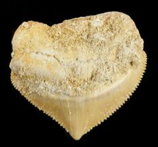 Nice Squalicorax (Crow Shark) Fossil Tooth #38418