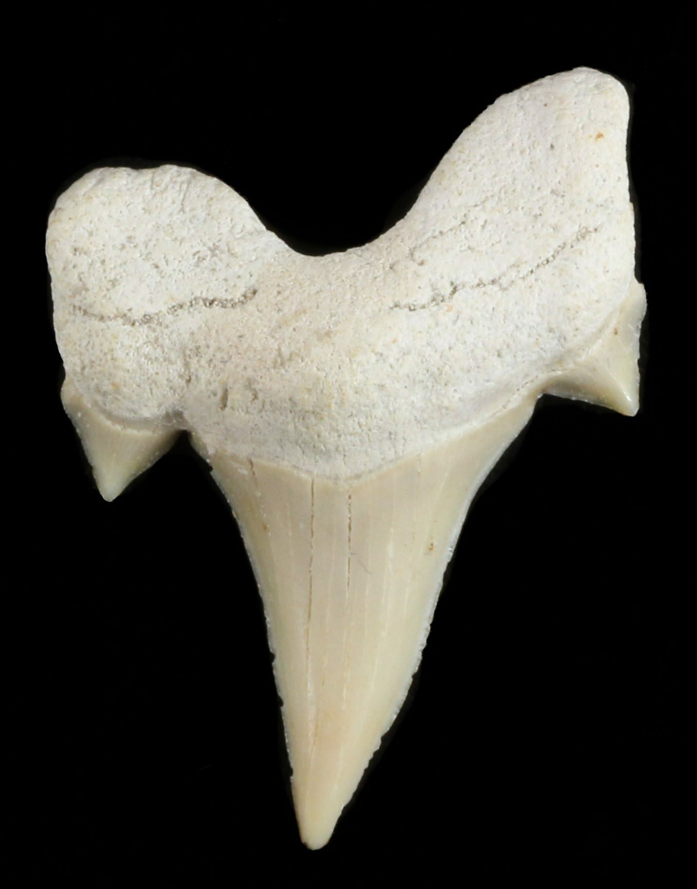 Eocene Epoch 3.5-4.5 cm Morocco Otodus Fossil Shark Tooth 