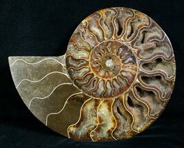 Large Inch Wide Ammonite (Half) #4117