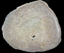 Polished Agatized Dinosaur Bone Section - Bouarfa, Morocco #38806