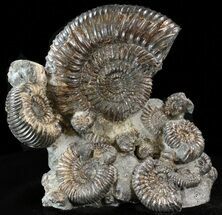 Biocoenosis & Speetoniceras Ammonite Association #38827