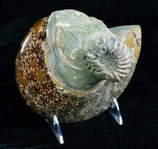 / Inch Cleoniceras Ammonite With Douvilleiceras #4124