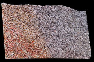 Polished Dinosaur Bone (Gembone) Slab - Colorado #38925