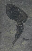Rare Silurian Phyllocarid (Ceratiocaris) - Scotland #38942
