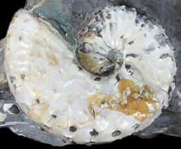 Bumpy Discoscaphites Ammonite - South Dakota #38969