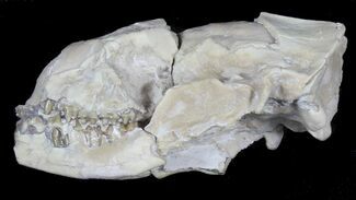 Insectivore Skull (Leptictis) - South Dakota #39094
