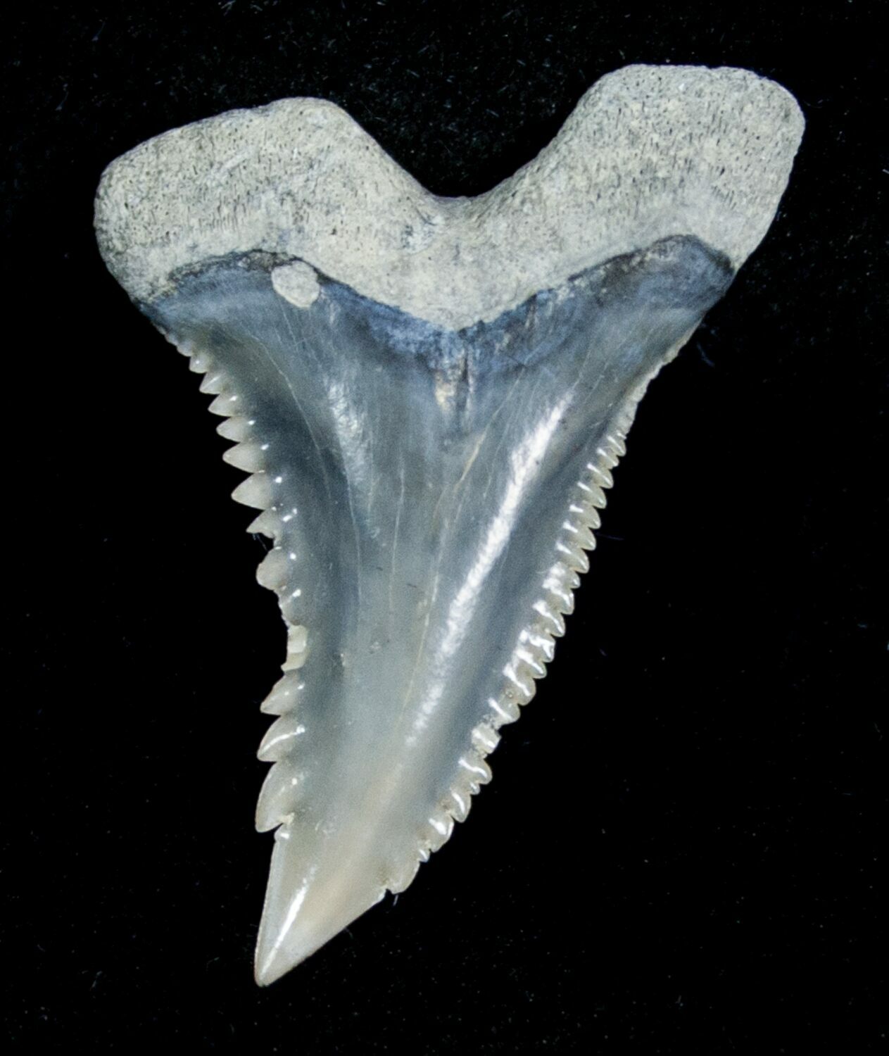 Зубы кошки и зубы акулы. Расположение зубов у акулы.
