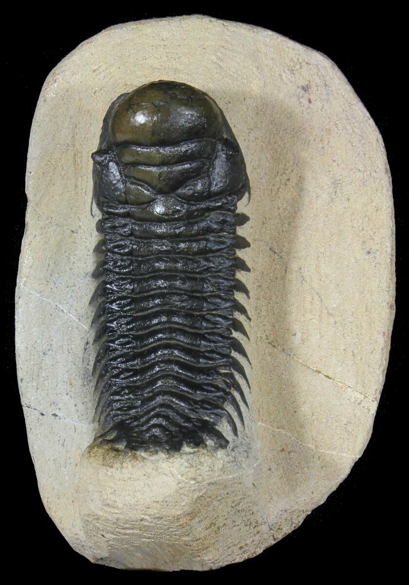 Wholesale Lot - 15 Assorted Trilobite Fossils For Sale (#39219 ...