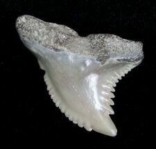 Fossil Tiger Shark Tooth - Aurora, NC #4167